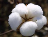 印度棉花价格小幅反弹上调对中国的棉纱出口价