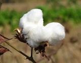 棉价涨这么快 美棉出口还能跟得上吗？