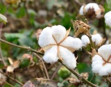 新疆：棉花丰产已成定局 加工企业需理性收购